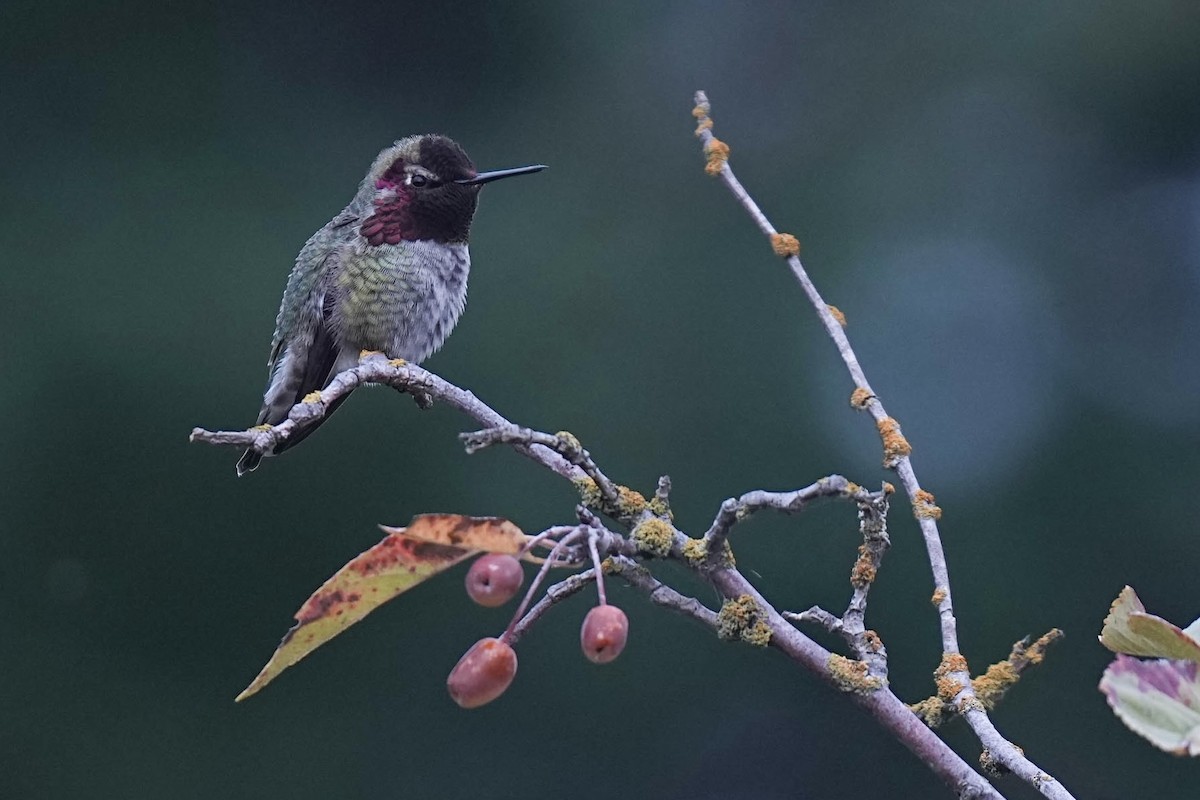 Anna's Hummingbird - ML642898258