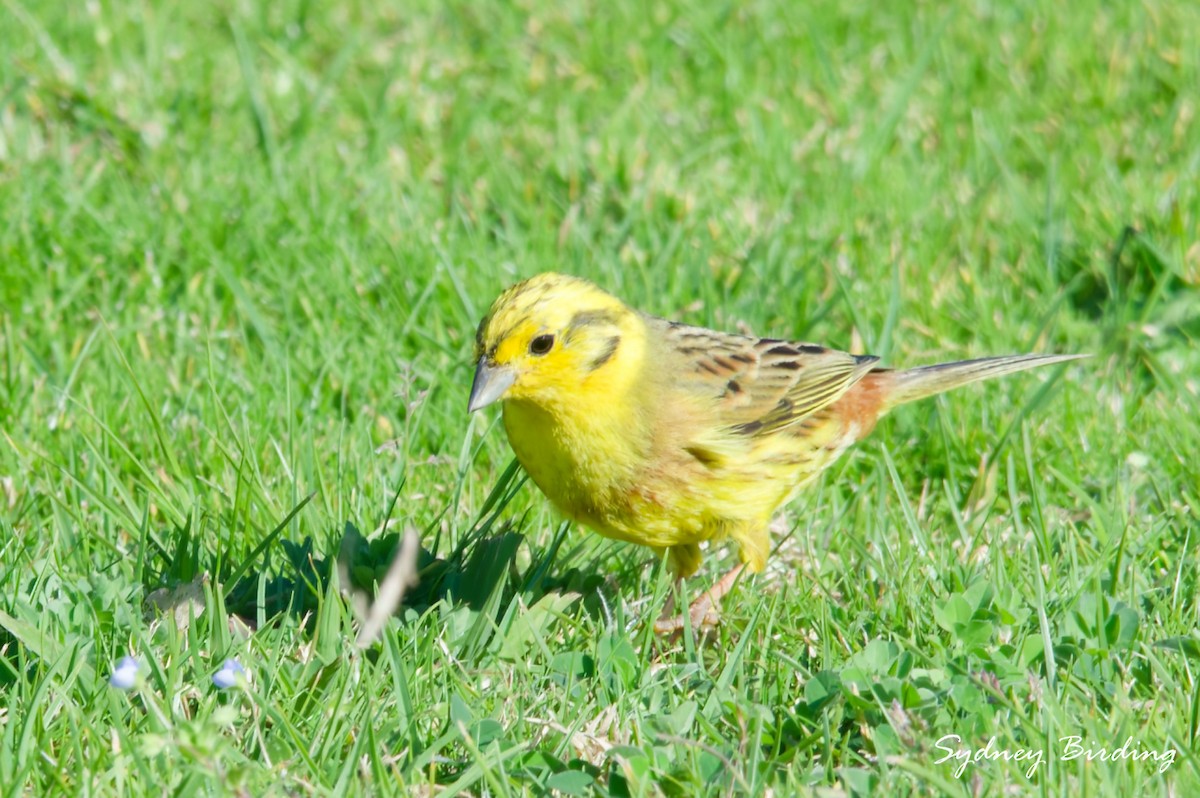 Yellowhammer - ML642898259