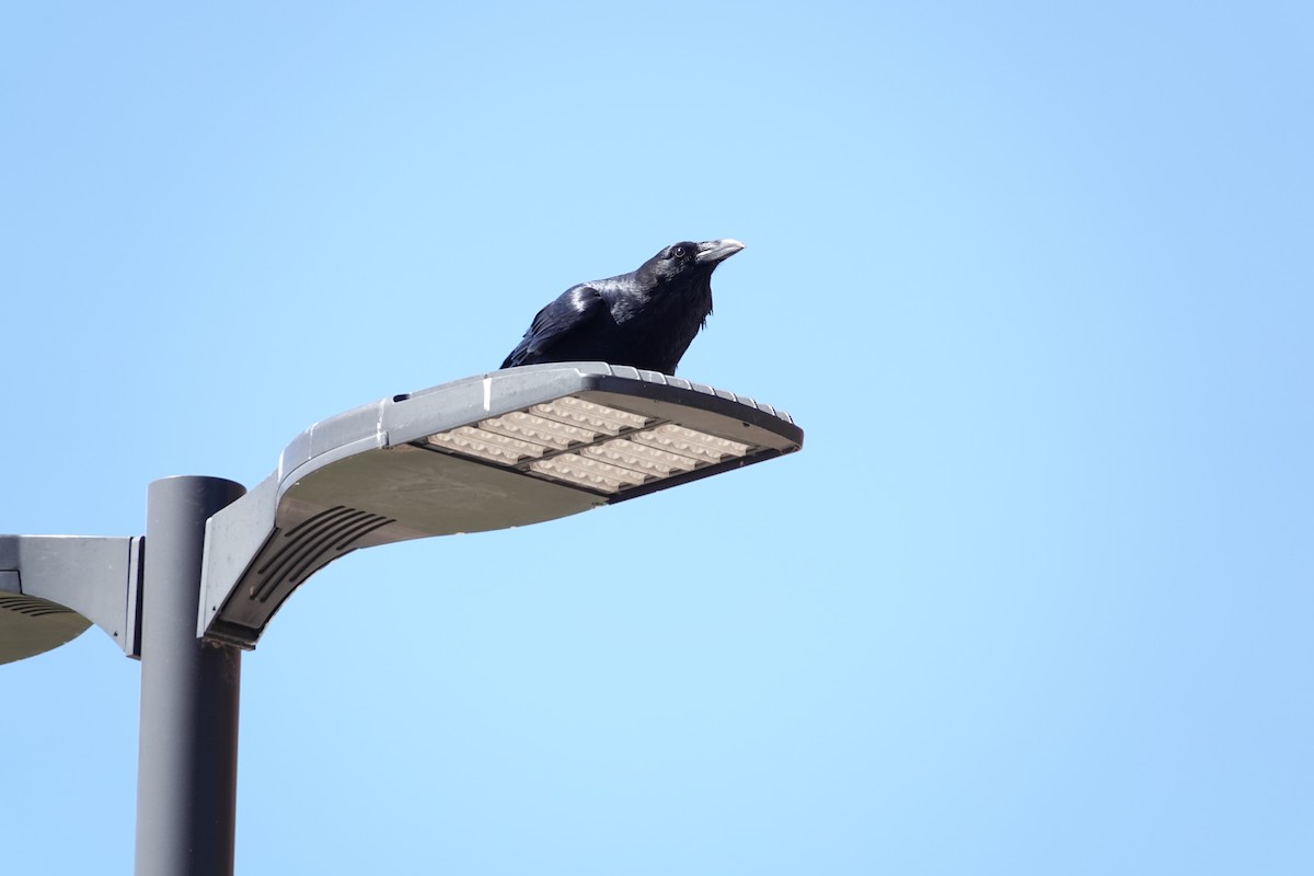 Common Raven - ML642898261