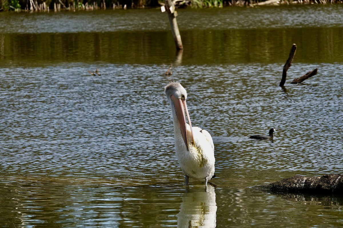 Australian Pelican - ML642898262