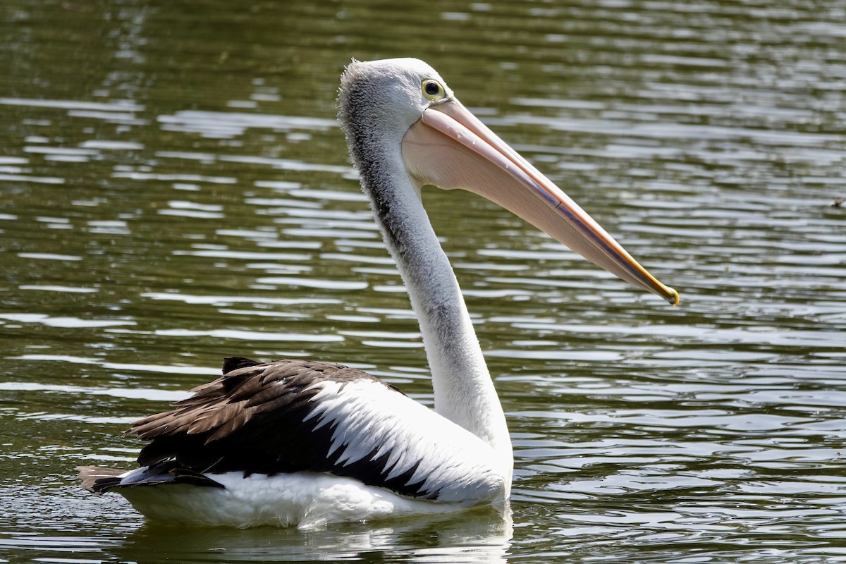 Australian Pelican - ML642898263