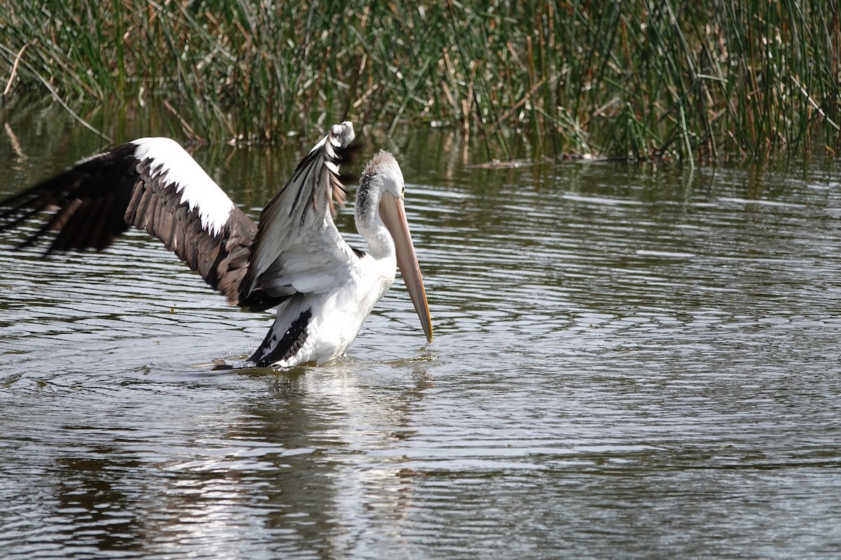 Australian Pelican - ML642898264