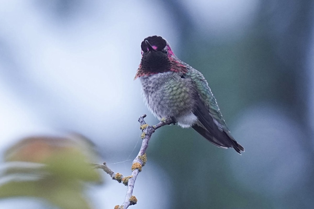 Anna's Hummingbird - ML642898265