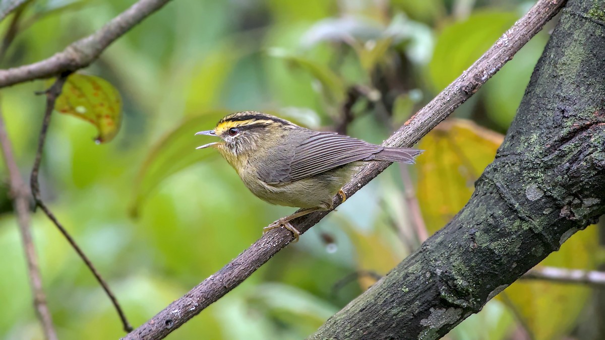 Yellow-throated Fulvetta - ML642898266