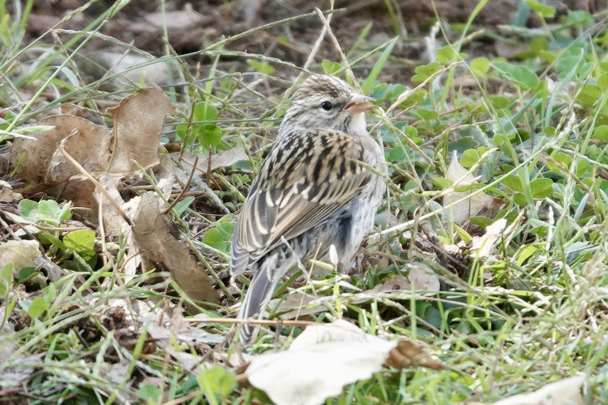 Chipping Sparrow - ML642898273