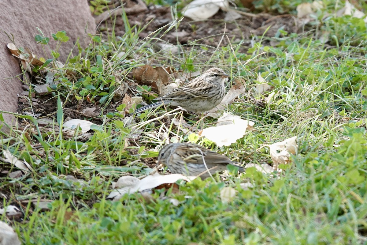Chipping Sparrow - ML642898274