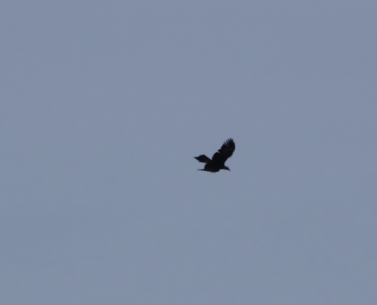 Wedge-tailed Eagle - ML642898275