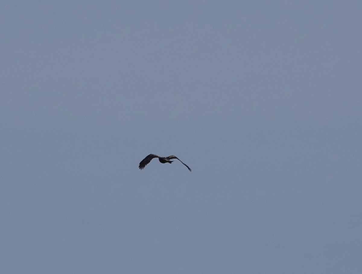 Wedge-tailed Eagle - ML642898276