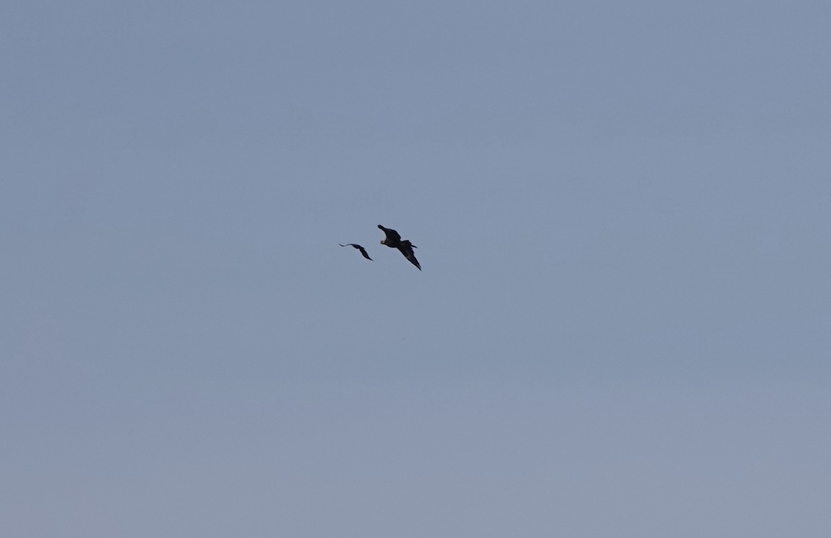 Wedge-tailed Eagle - ML642898277