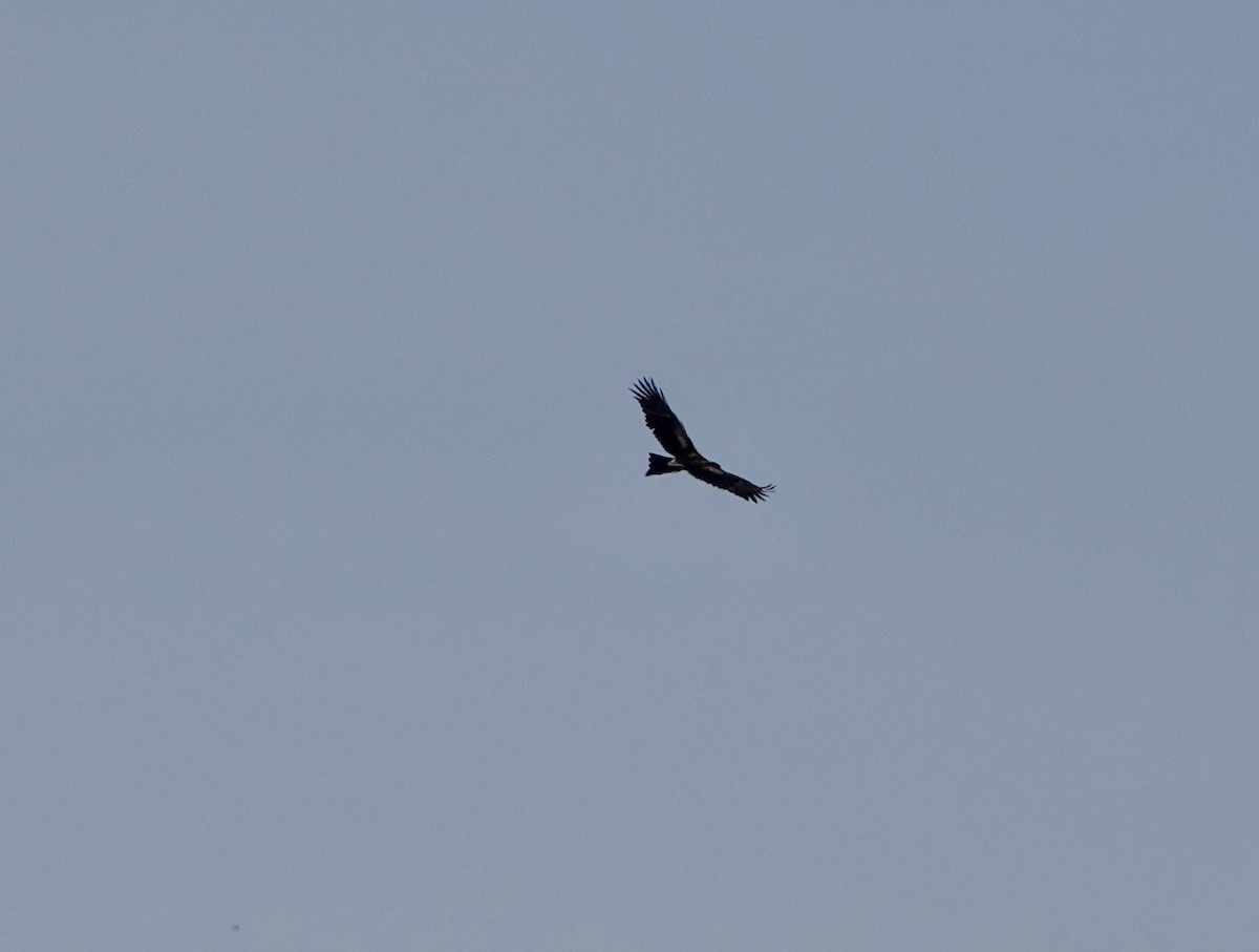 Wedge-tailed Eagle - ML642898278