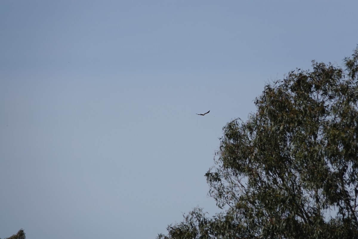 Wedge-tailed Eagle - ML642898279