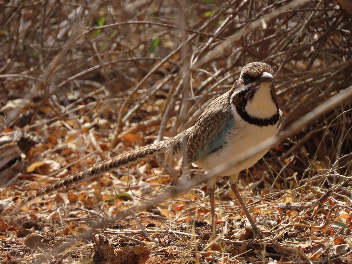 Long-tailed Ground-Roller - ML642898280