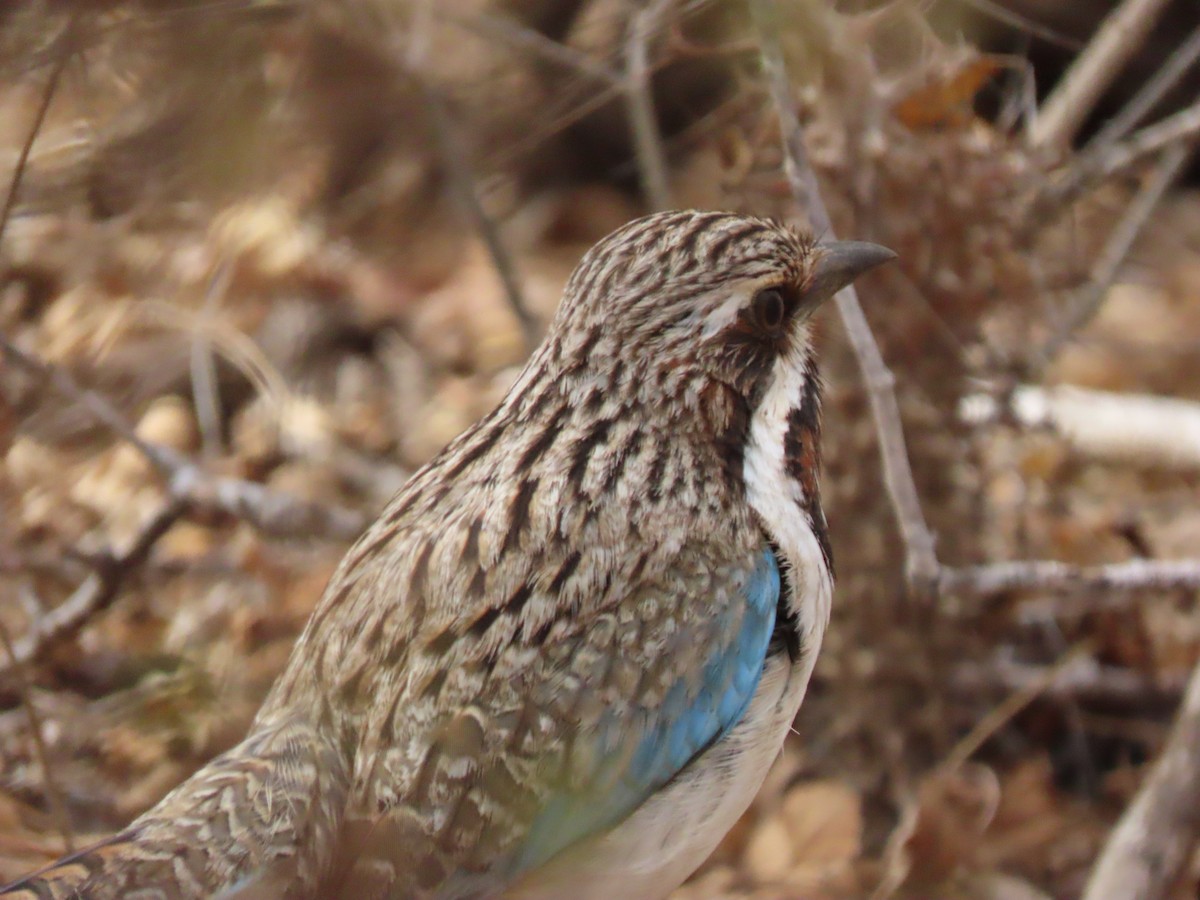 Long-tailed Ground-Roller - ML642898281