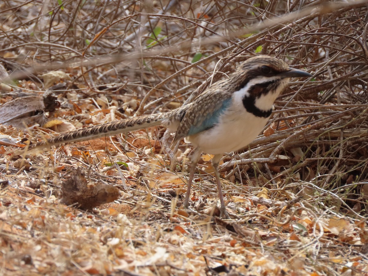 Long-tailed Ground-Roller - ML642898282