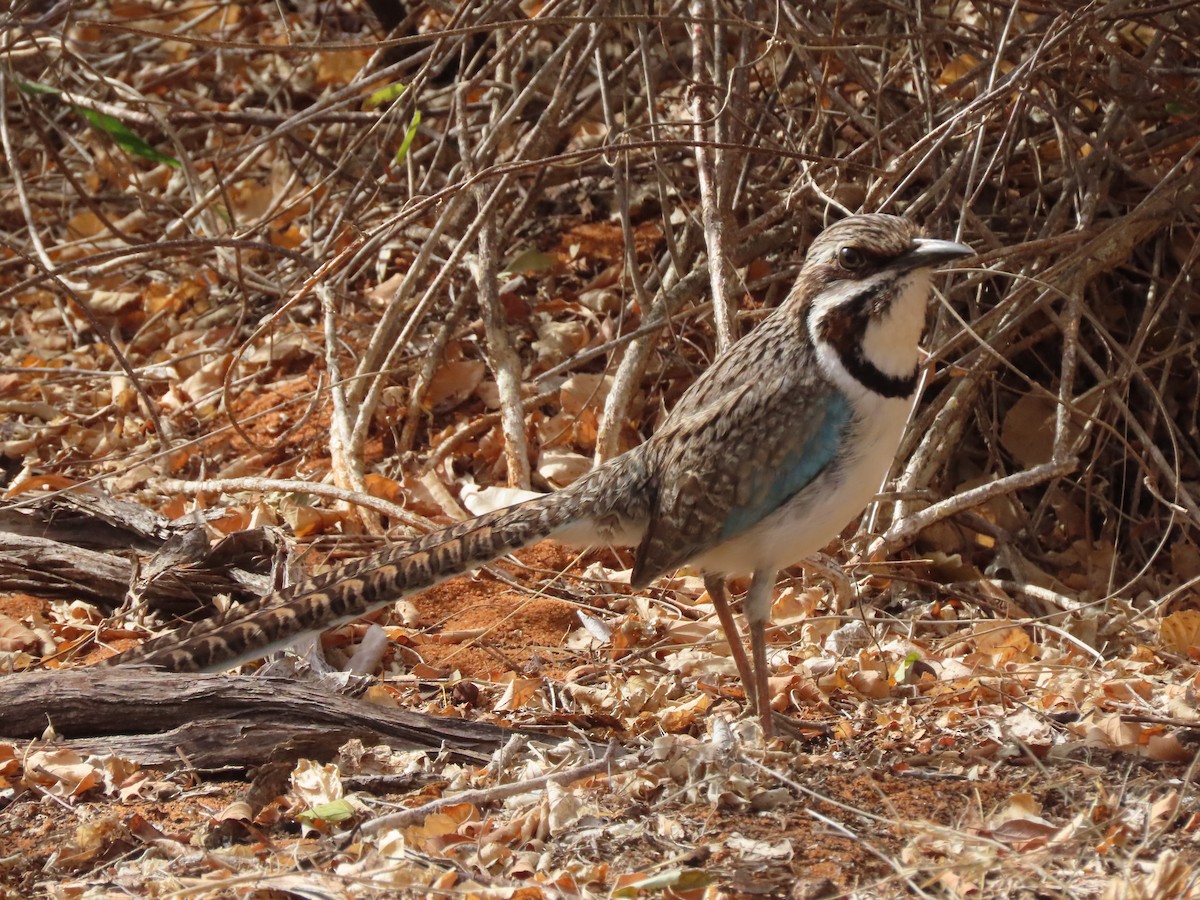 Long-tailed Ground-Roller - ML642898283
