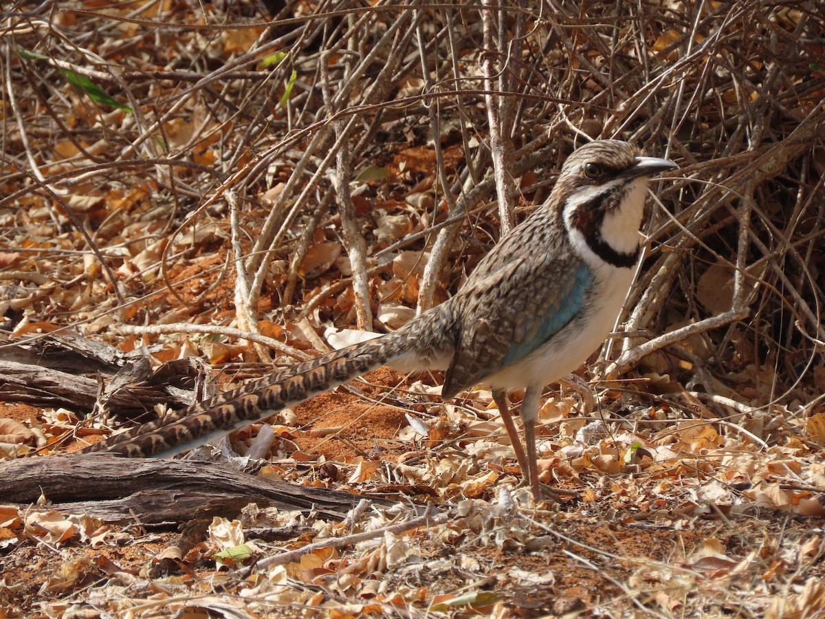 Long-tailed Ground-Roller - ML642898284