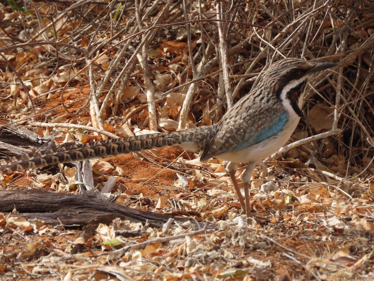 Long-tailed Ground-Roller - ML642898285