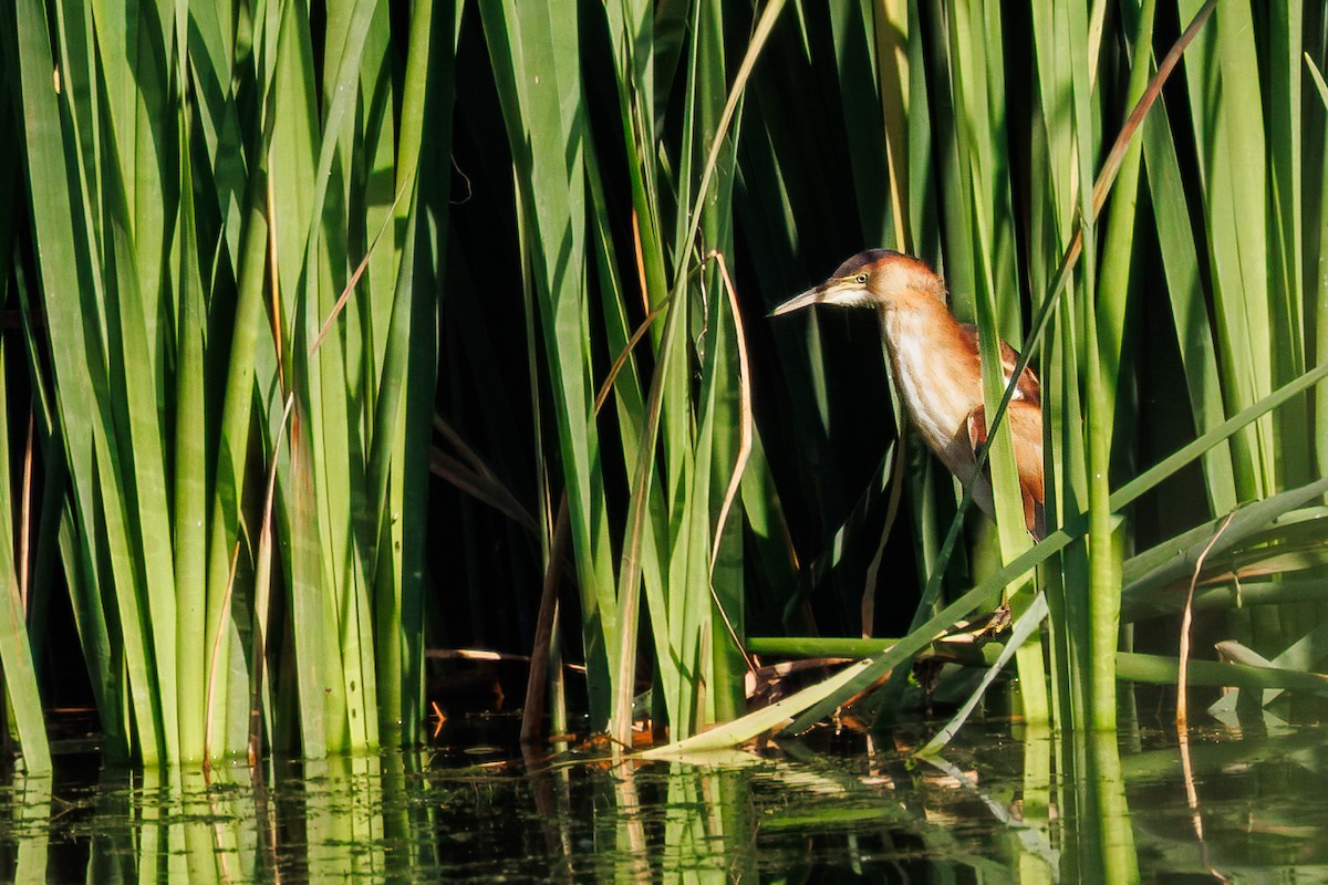 Least Bittern - ML642898286