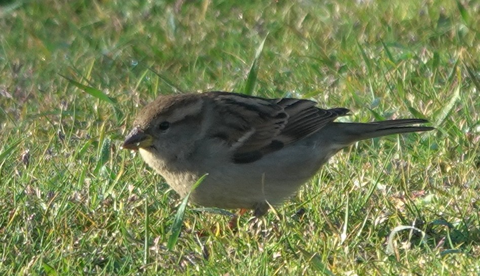House Sparrow - ML642898299