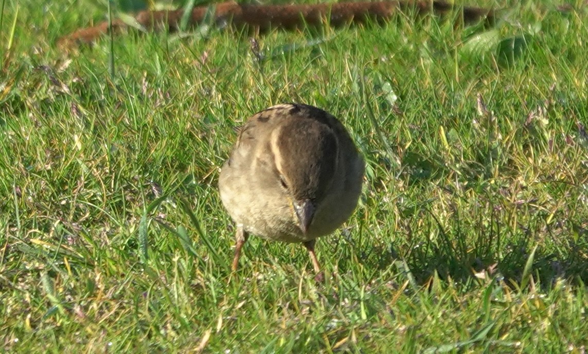 House Sparrow - ML642898305