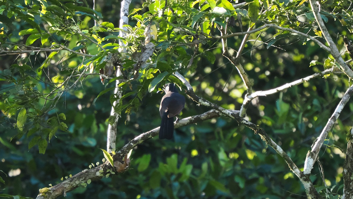 Halmahera Paradise-crow - ML642898307