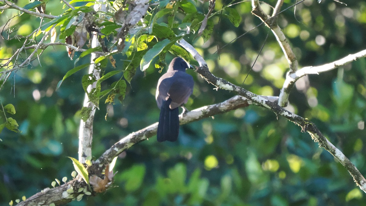 Halmahera Paradise-crow - ML642898308