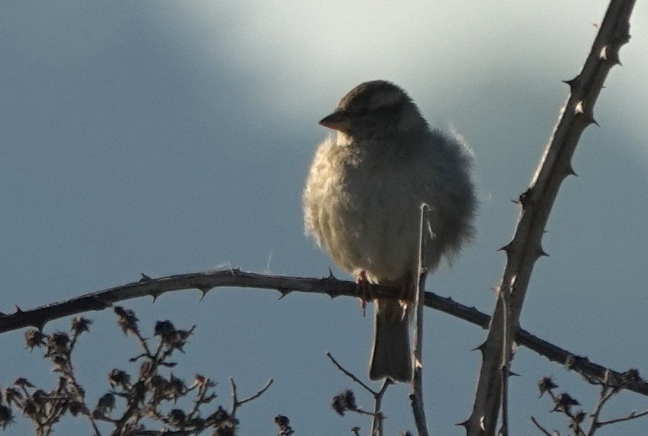House Sparrow - ML642898312