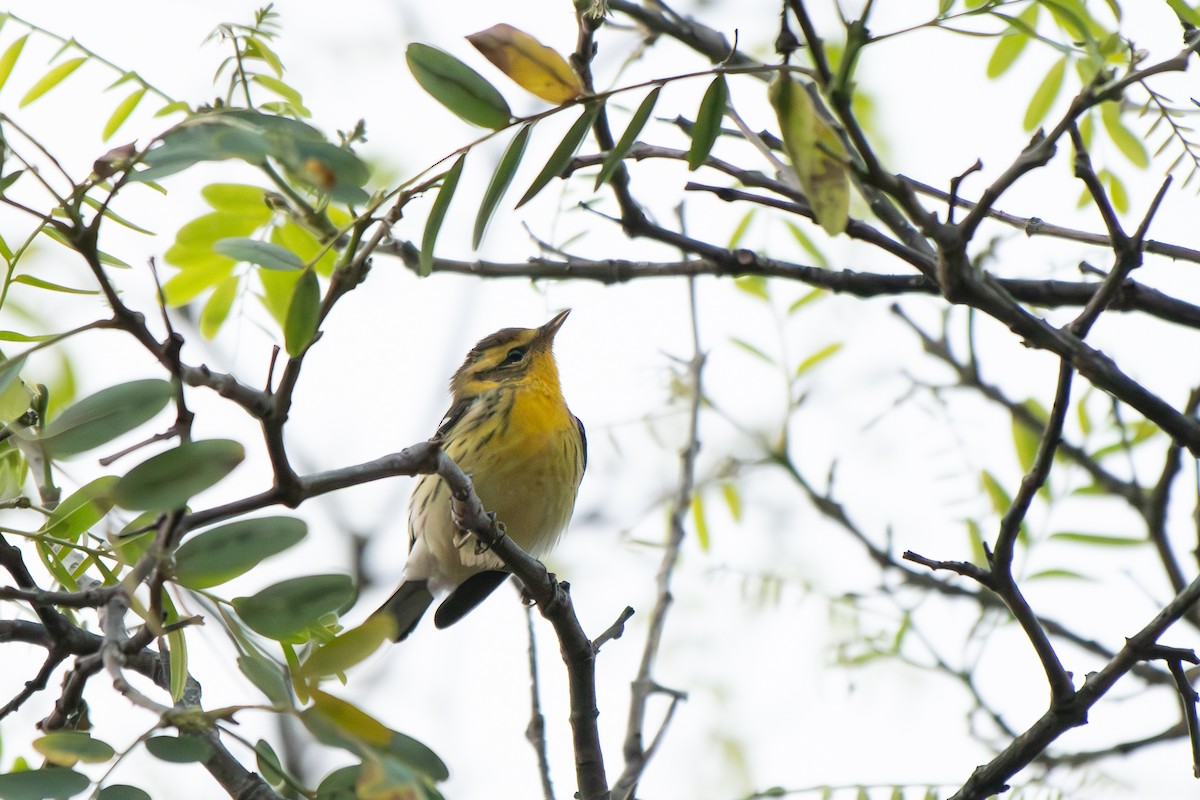 Blackburnian Warbler - ML642898315