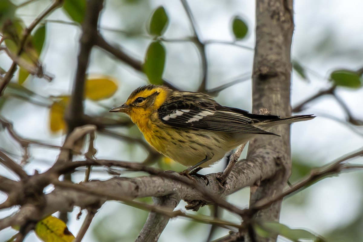 Blackburnian Warbler - ML642898316