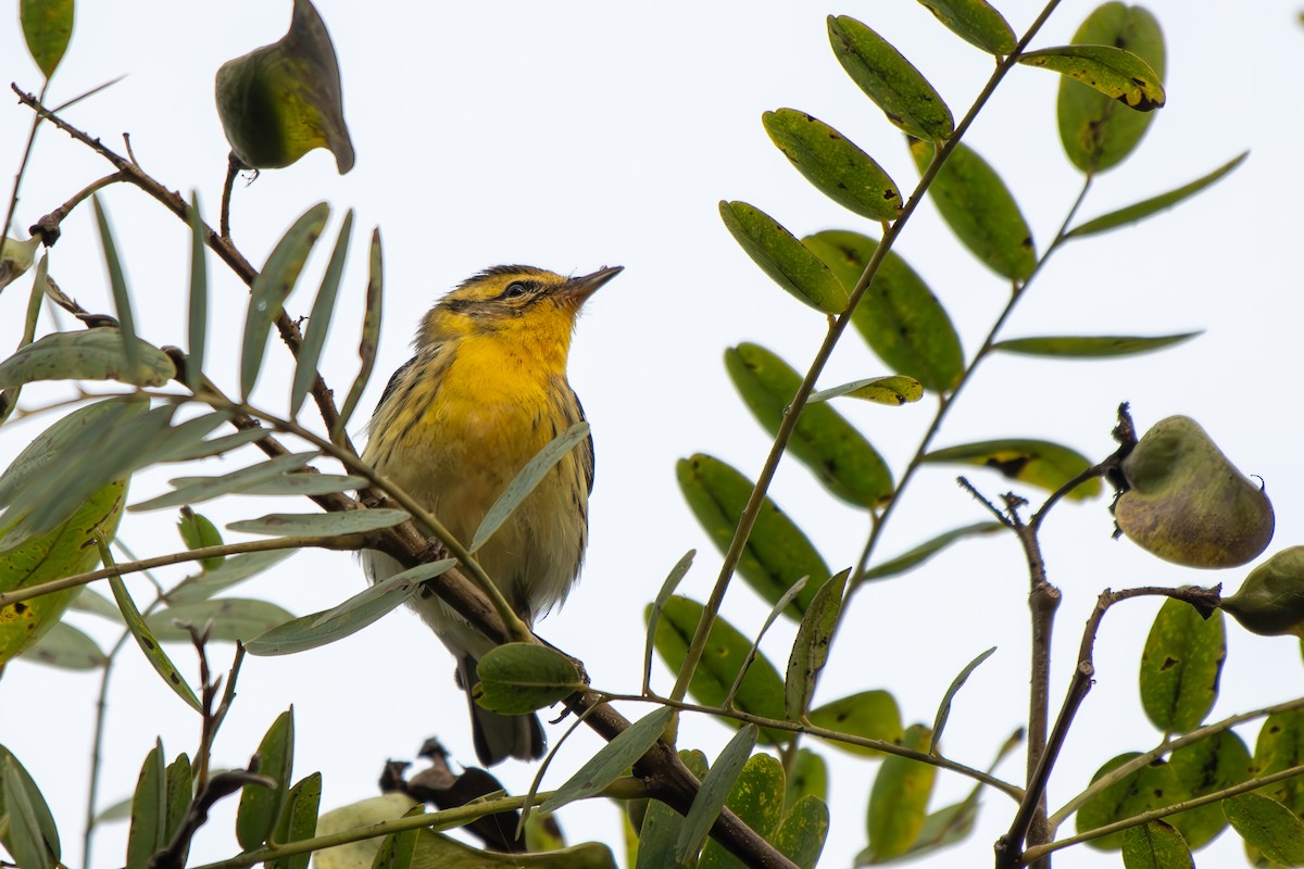 Blackburnian Warbler - ML642898317