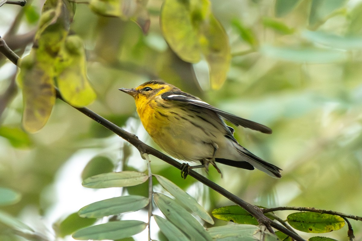 Blackburnian Warbler - ML642898319
