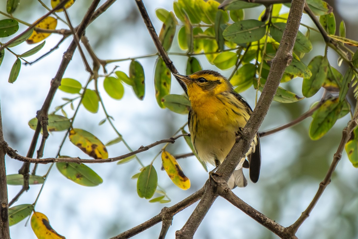 Blackburnian Warbler - ML642898320