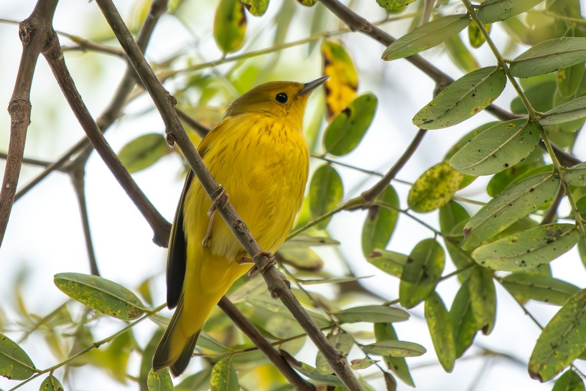 Paruline jaune - ML642898328