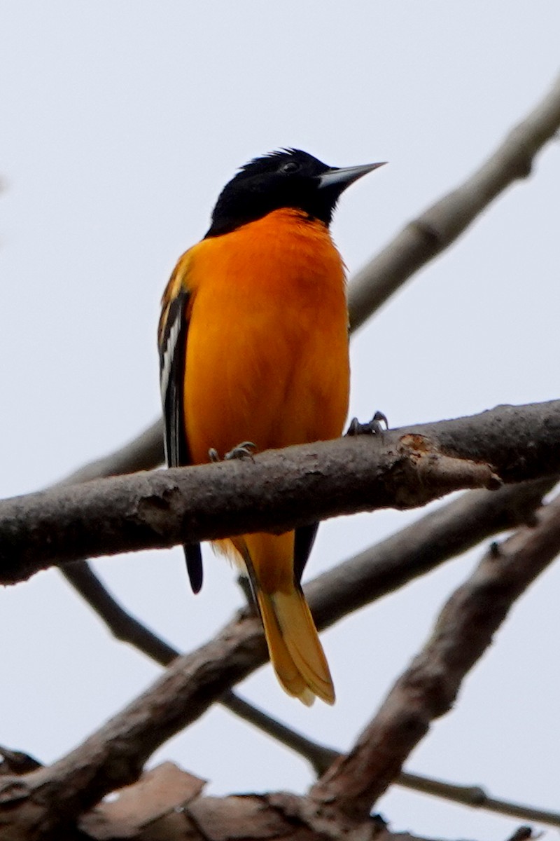 Oriole de Baltimore - ML642898332