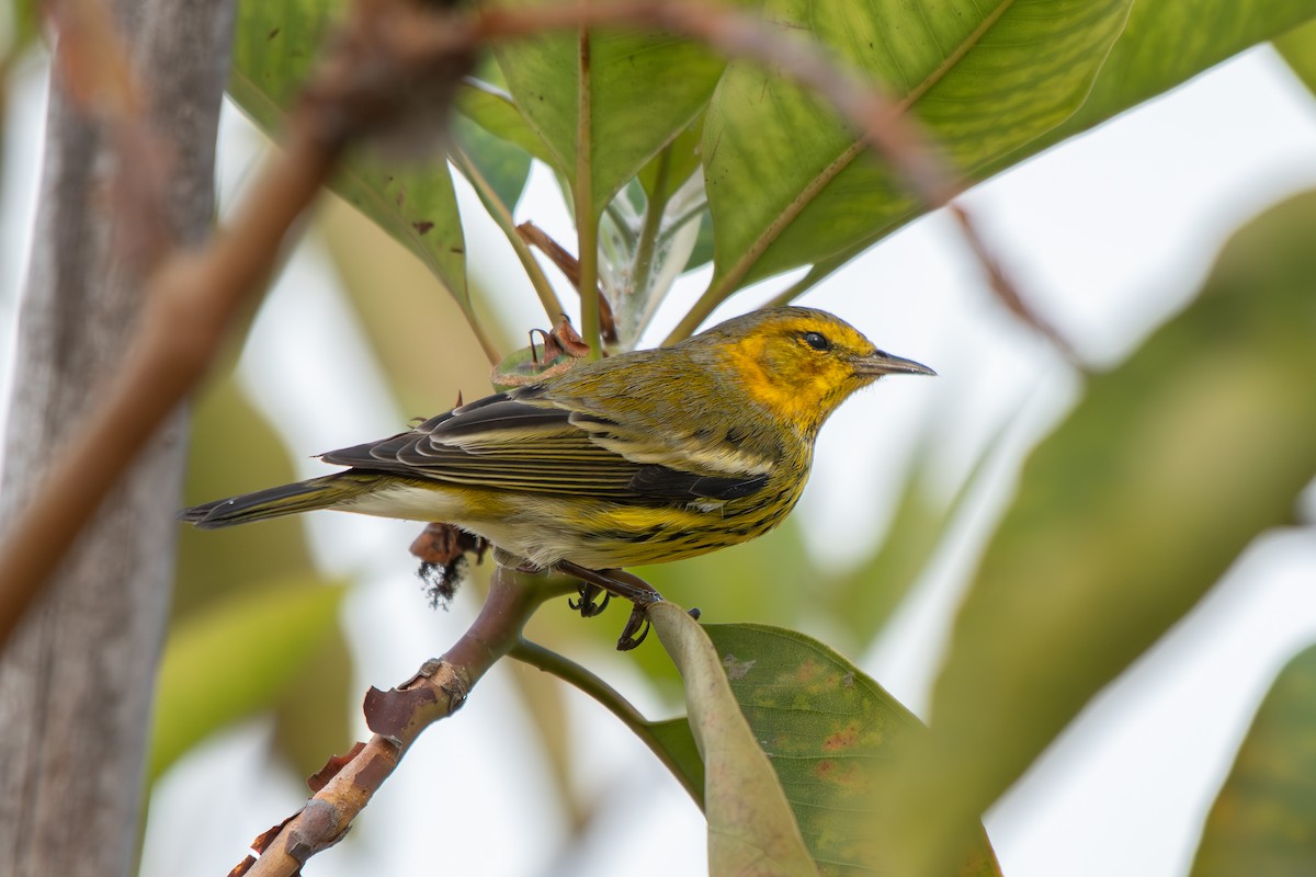 Paruline tigrée - ML642898336