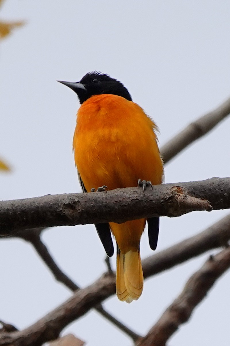 Oriole de Baltimore - ML642898349