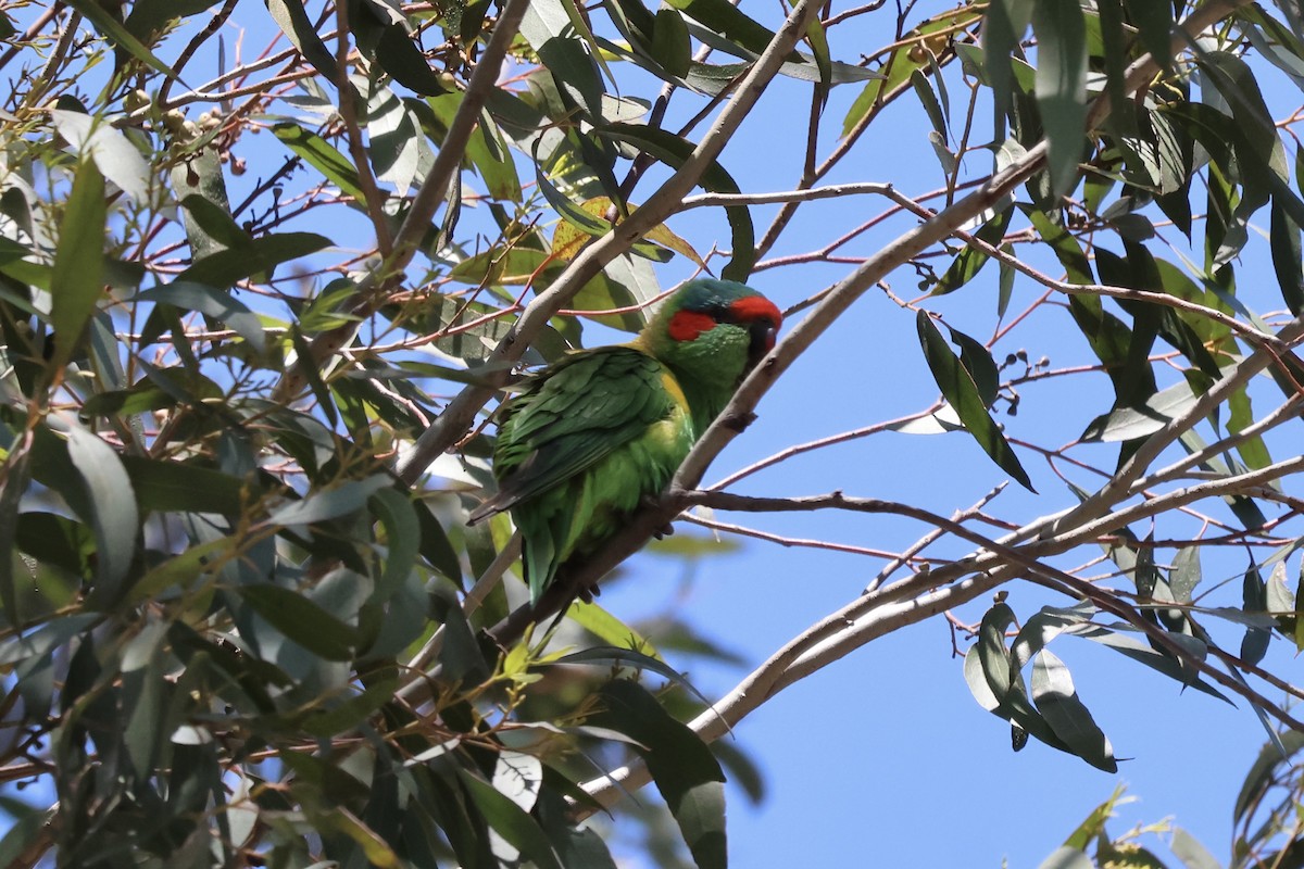 Musk Lorikeet - ML642898371