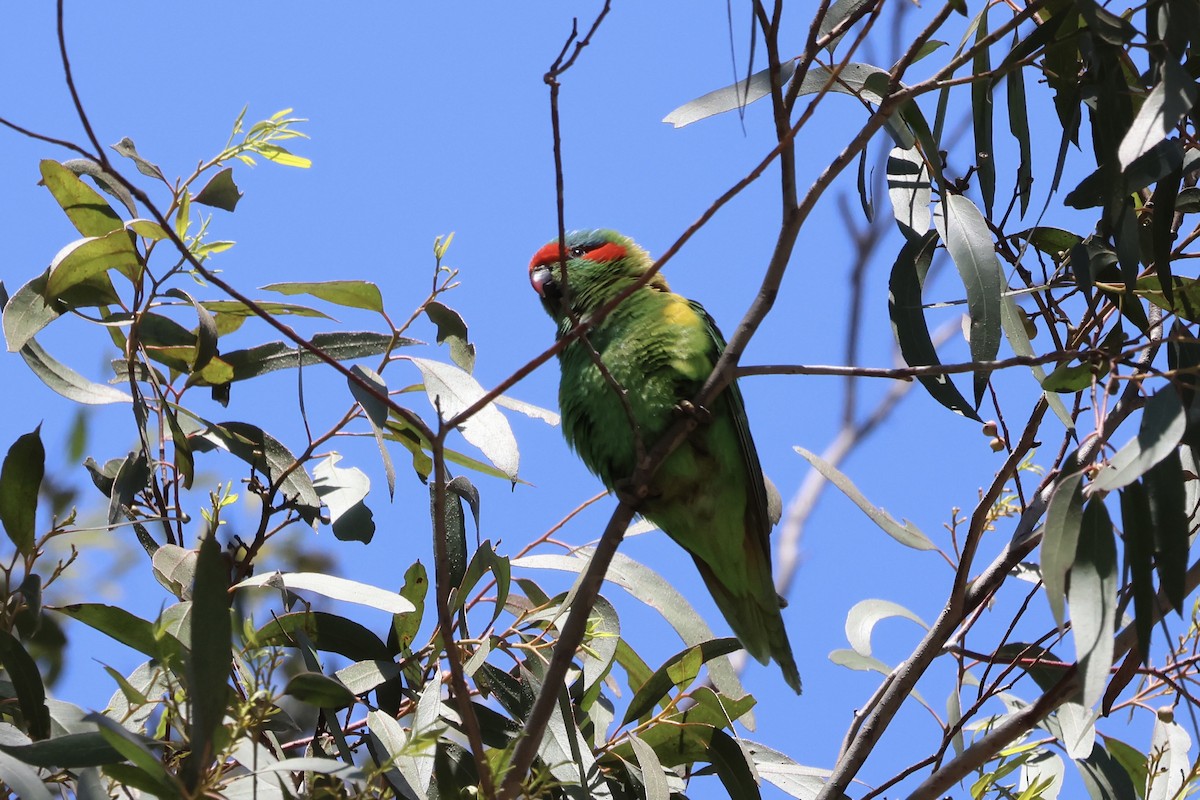 Musk Lorikeet - ML642898372