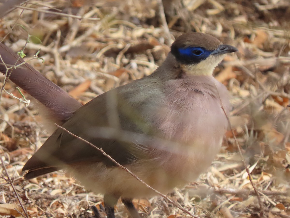 Olive-capped Coua - ML642898375