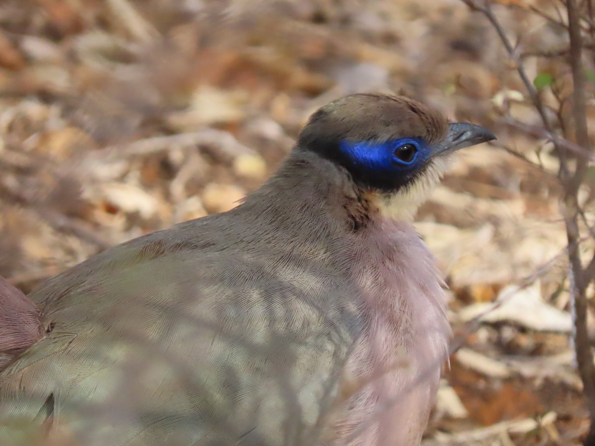 Olive-capped Coua - ML642898376