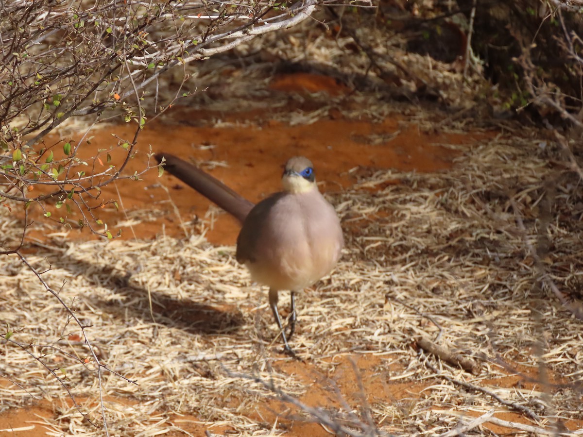 Olive-capped Coua - ML642898378