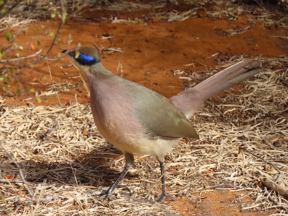 Olive-capped Coua - ML642898379