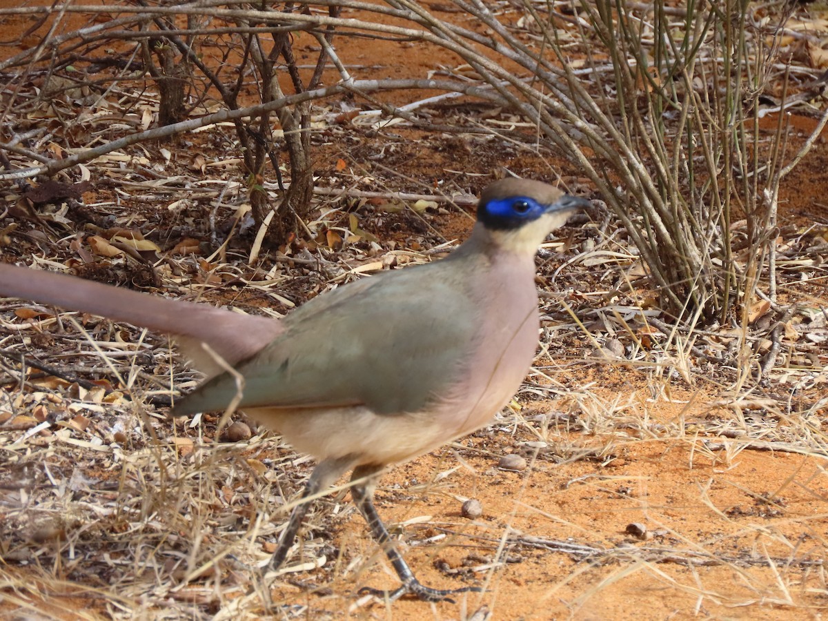Olive-capped Coua - ML642898380