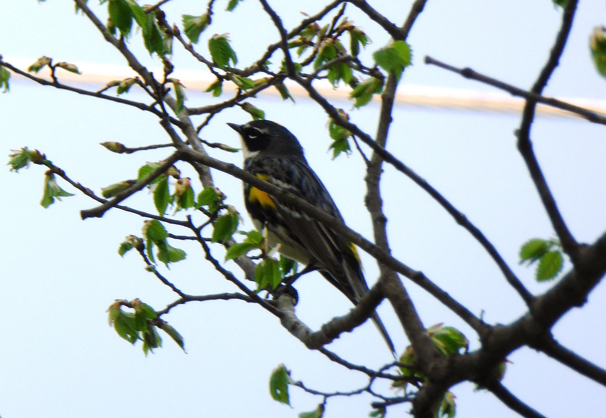 Yellow-rumped Warbler - ML64289841