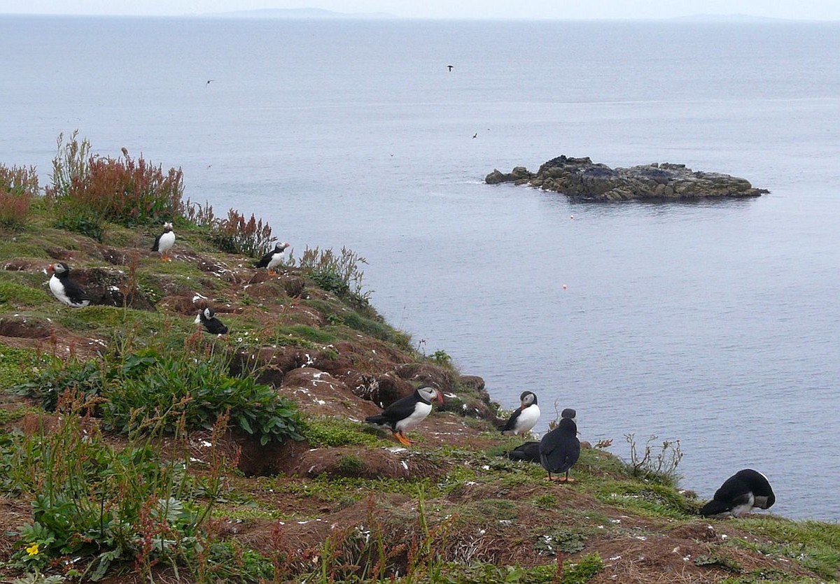 Denizpapağanı - ML642898420