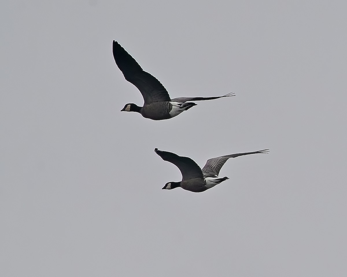 Gıdaklayan Kaz - ML642898423