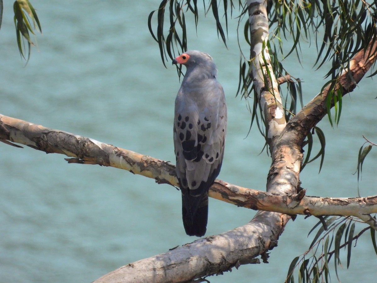 African Harrier-Hawk - ML642898442