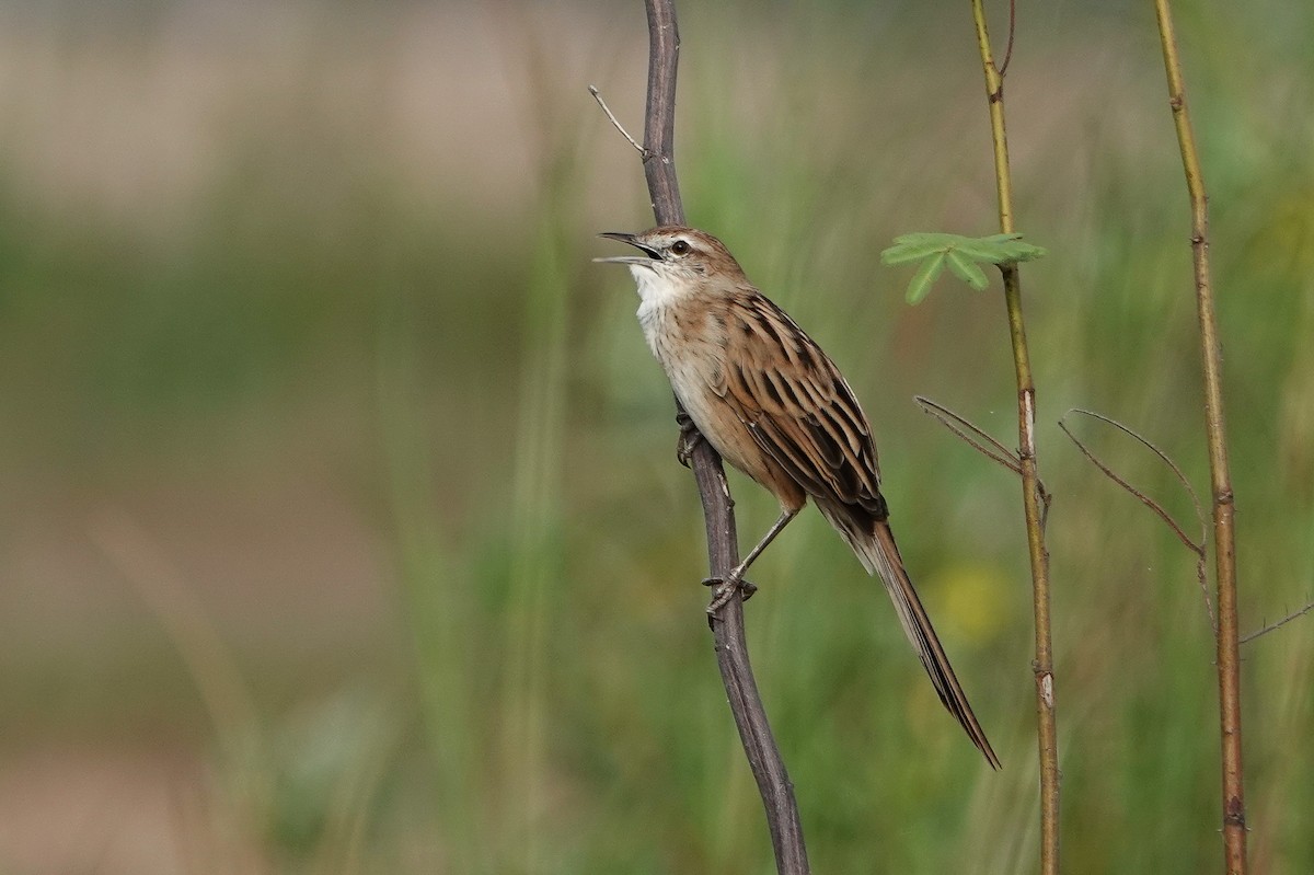 Striated Grassbird - ML642898447