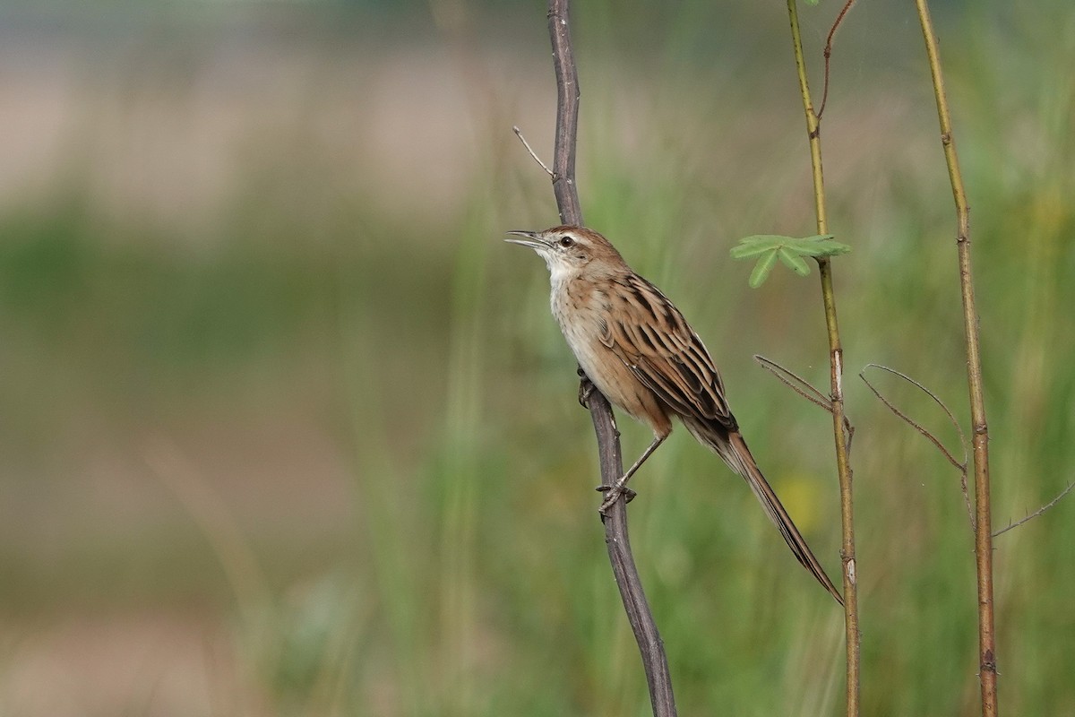 Striated Grassbird - ML642898448