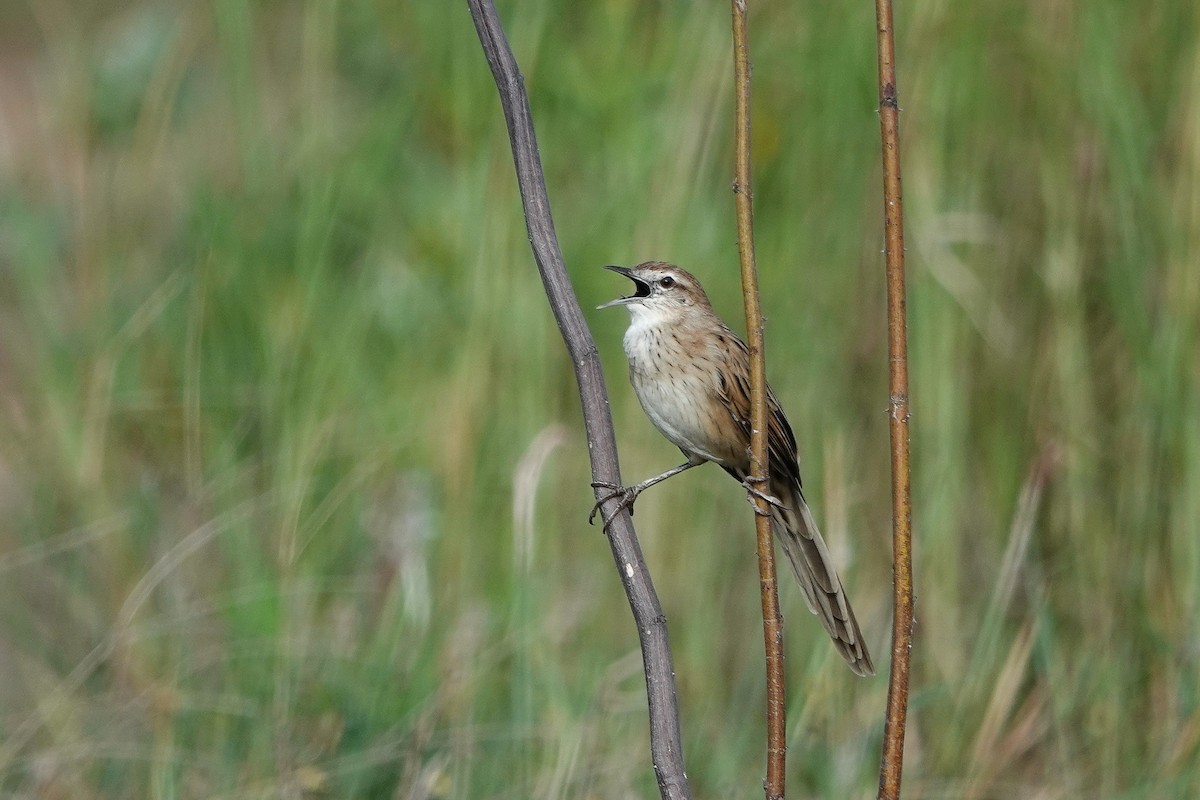 Striated Grassbird - ML642898449